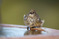 Yellow-Rumped Warbler