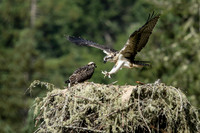 Osprey teenagers
