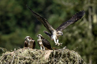 Osprey leap