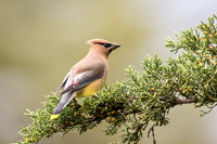 Cedar Waxwing