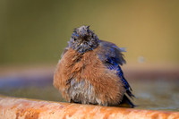 Western Bluebird