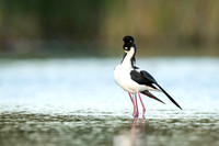 Black-Necked Stilts after mating