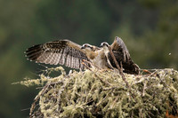 Osprey chicks