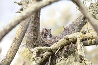 Great Horned Owl mom with owlet
