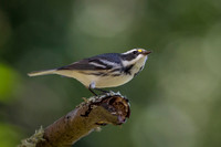 Black-Throated Gray Warbler