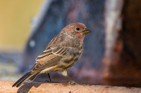 House Finch