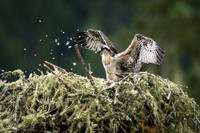 Osprey chick sheds baby down