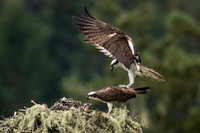 Osprey brings food to the nest