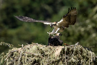 Osprey kid practicing