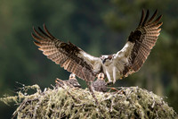 Osprey brings in nesting material