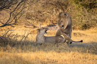 Mating lions