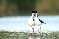 Black-Necked Stilts after mating