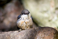 Pygmy Nuthatch