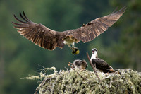 Osprey brings in nesting material