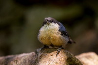 Pygmy Nuthatch