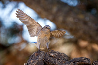Western Bluebird