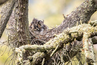 Great Horned Owl mom with owlet