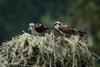 Osprey gets a lecture from his better half