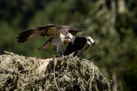 Osprey juveniles