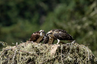 Ospreys with fish