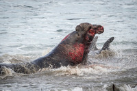 Elephant Seal Bulls