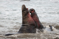 Elephant Seal Bulls