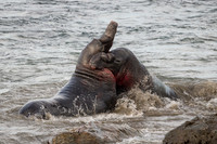 Elephant Seal Bulls