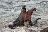 Elephant Seal Bulls