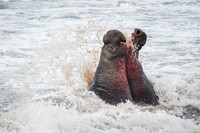 Elephant Seal Bulls