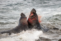 Elephant Seal Bulls