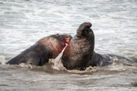 Elephant Seal Bulls