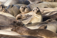 Elephant Seal male juveniles