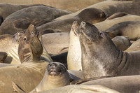 Elephant Seal male juveniles