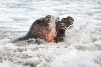 Elephant Seal Bulls