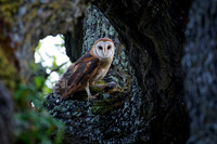 Mom barn owl brings dinner