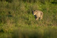 Bobcat