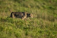 Bobcat