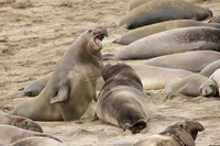 Bull Elephant Seal juveniles fight