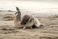 Bull Elephant Seal attempts to dominate female