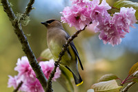 Cedar Waxwing