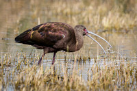 White-faced Ibis