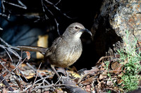 California Thrasher