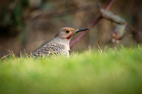 Flicker