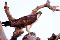 Papa Osprey at a smokey sunrise
