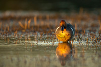 Green-Winged Teal at sunset (male)