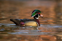 Posturing wood duck