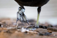 Coot feet