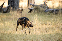 Wild Dog