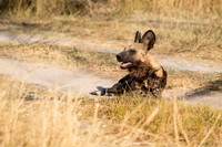 Wild Dog