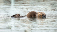 Mother and sleeping baby sea otter